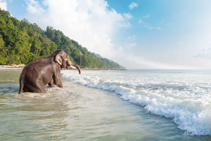 Elephant Beach image